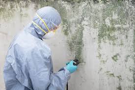 Best Attic Mold Removal  in Manitowoc, WI